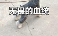 开云体育登录-热火掀起波澜，无畏挑战强敌路